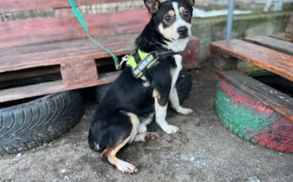 Cory sucht ein geduldiges Zuhause