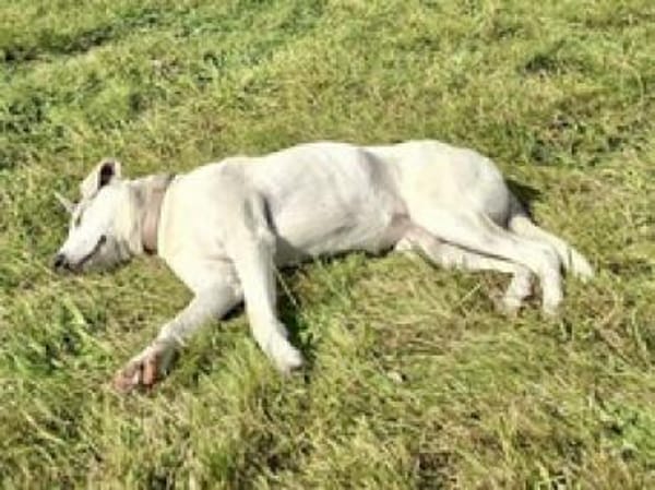 Molly sucht ein stabiles Zuhause