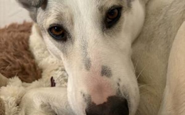 Molly sucht ein stabiles Zuhause