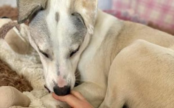 Molly sucht ein stabiles Zuhause