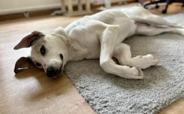 Molly sucht ein stabiles Zuhause