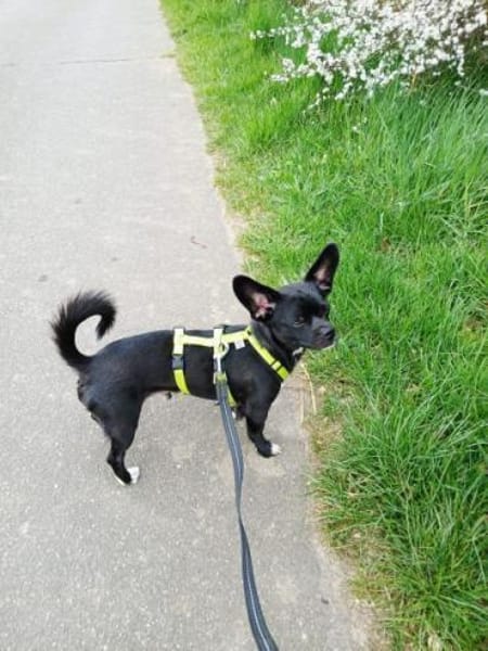 AMIGO -Bringt gute Laune mit-