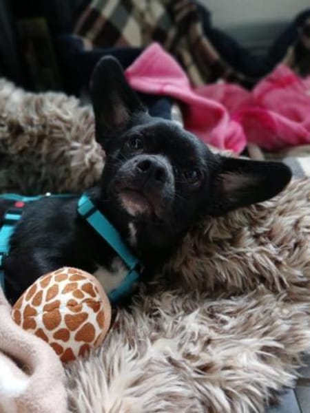 AMIGO -Bringt gute Laune mit-