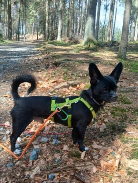 AMIGO -Bringt gute Laune mit-