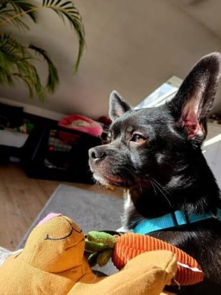 AMIGO -Bringt gute Laune mit-