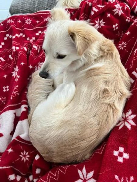 Lebensfrohe Maja sucht ihre Menschen