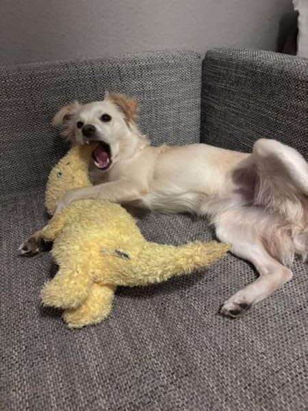 Lebensfrohe Maja sucht ihre Menschen