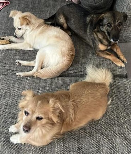 Lebensfrohe Maja sucht ihre Menschen