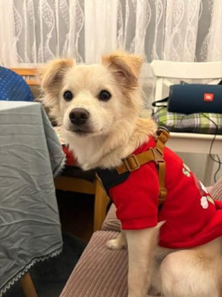 Lebensfrohe Maja sucht ihre Menschen