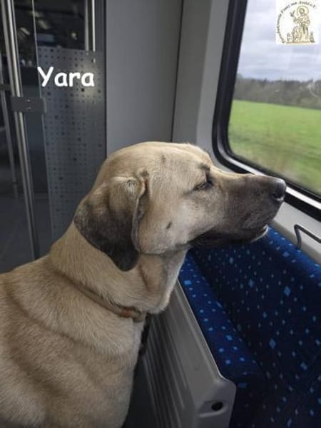Yara  großes Mädchen träumt von ...