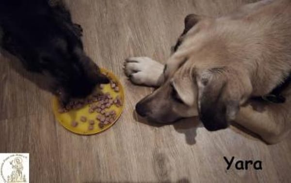 Yara  großes Mädchen träumt von ...