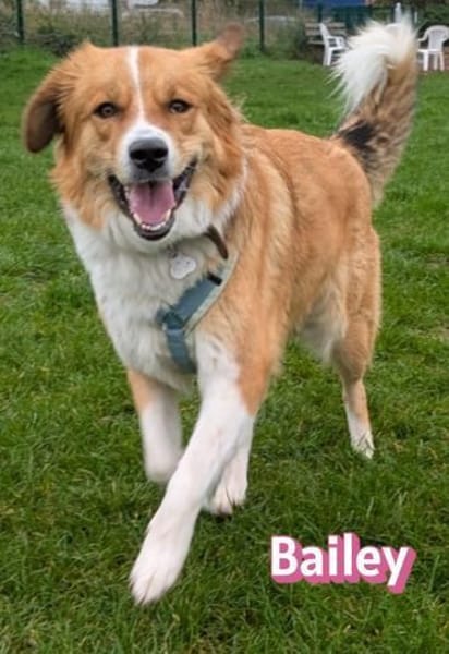 Bailey - aufmerksam und sensibel