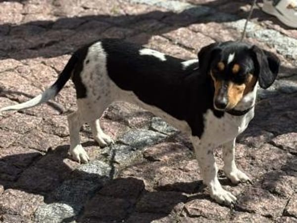 Astra sucht ihr Für-immer-Zuhause