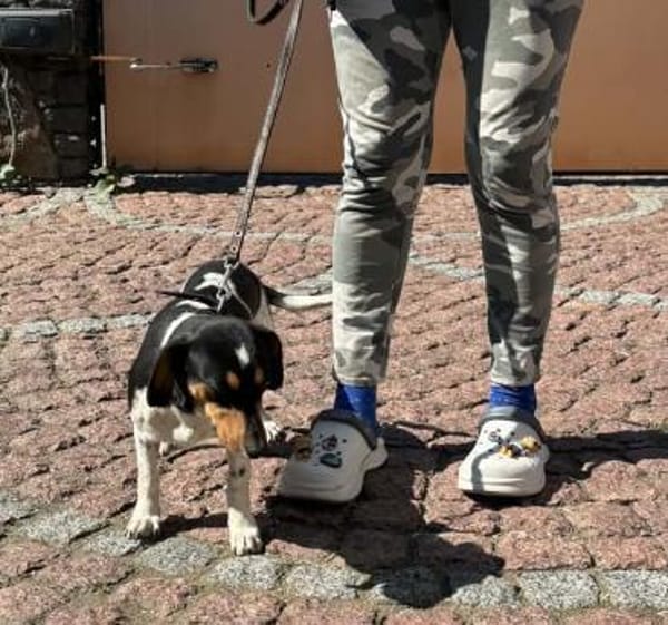 Astra sucht ihr Für-immer-Zuhause