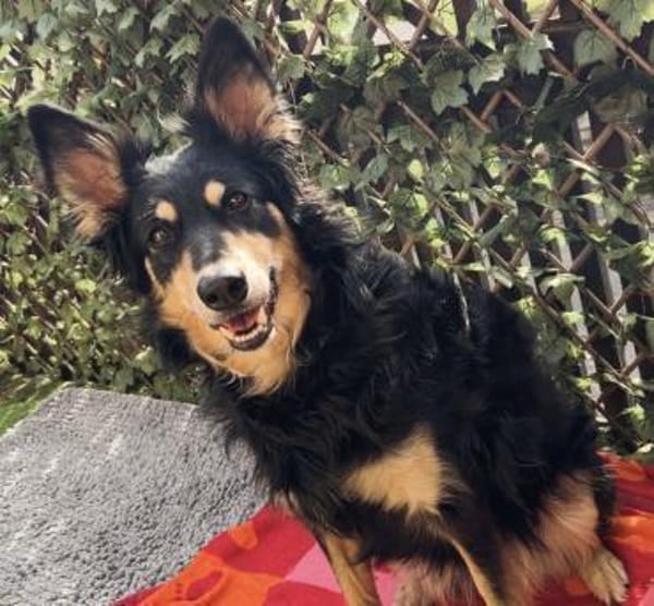 Liebevolle Jojo sucht liebevolle Familie