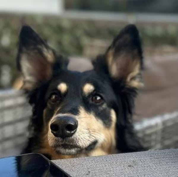 Liebevolle Jojo sucht liebevolle Familie