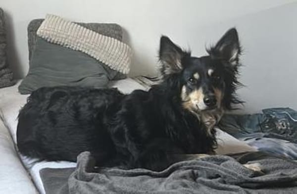 Liebevolle Jojo sucht liebevolle Familie