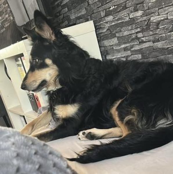 Liebevolle Jojo sucht liebevolle Familie