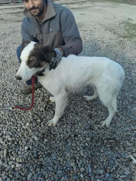 Ponyo - hübscher Jungrüde