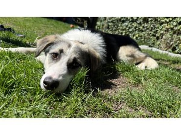 Youma - wartet in 90547 Stein