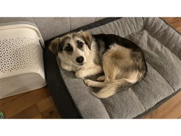 Youma - wartet in 90547 Stein