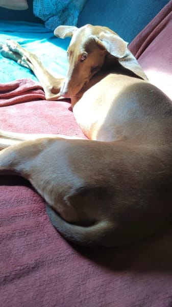 Wundervolle Fely sucht ihr Glück