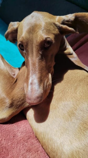 Wundervolle Fely sucht ihr Glück