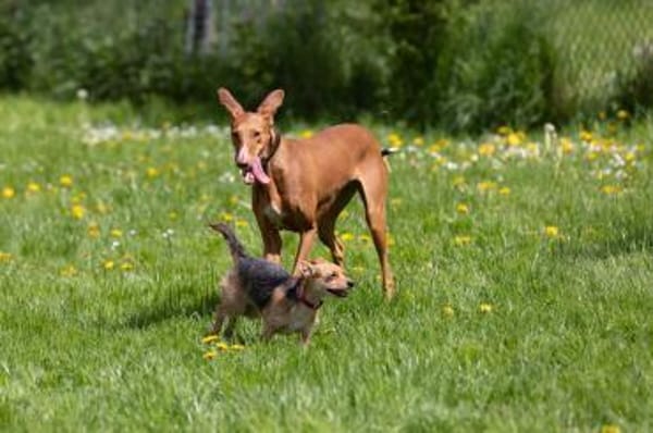 Wundervolle Fely sucht ihr Glück