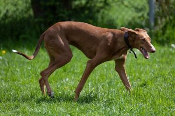 Wundervolle Fely sucht ihr Glück