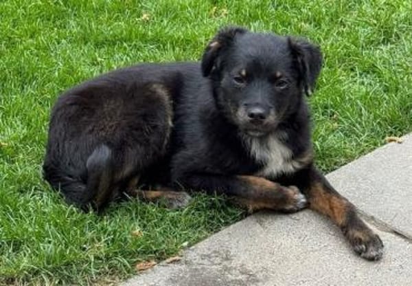 BAMBU-entzückende, süße Jung-Hündin