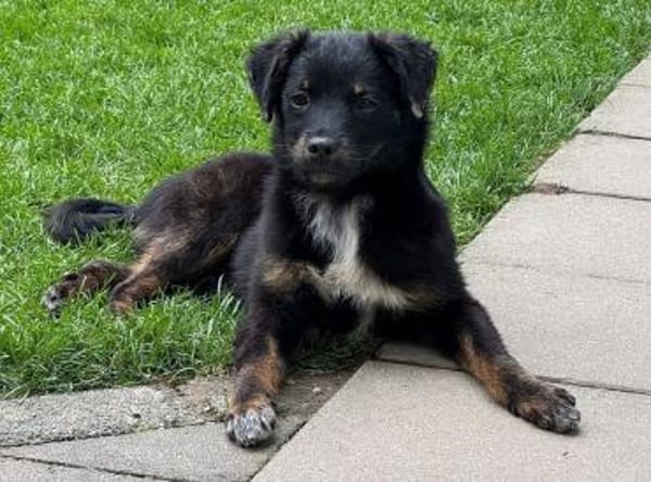 BAMBU-entzückende, süße Jung-Hündin