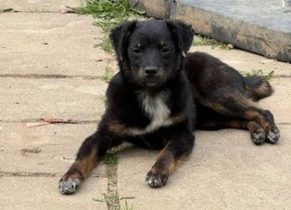 BAMBU-entzückende, süße Jung-Hündin