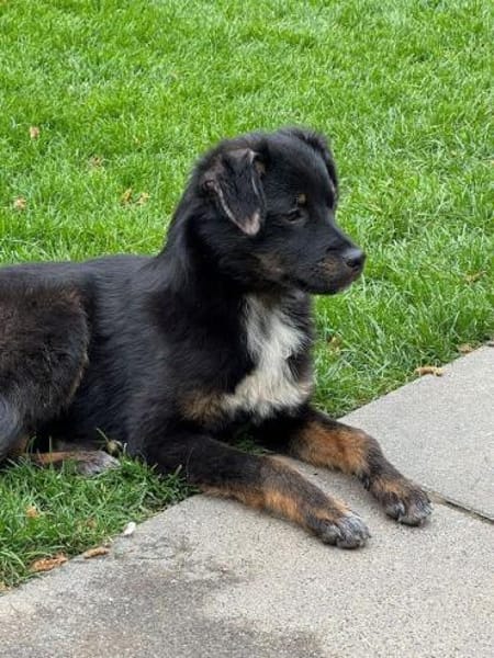 BAMBU-entzückende, süße Jung-Hündin