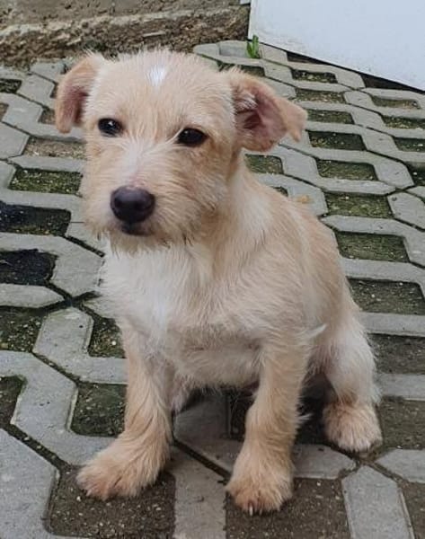 Kleiner Robi aus dem Tierschutz