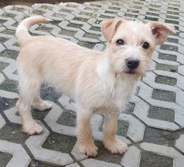 Kleiner Robi aus dem Tierschutz