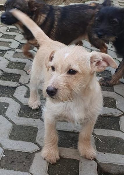 Kleiner Robi aus dem Tierschutz