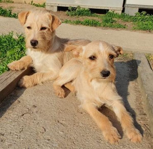 Kleiner Robi aus dem Tierschutz
