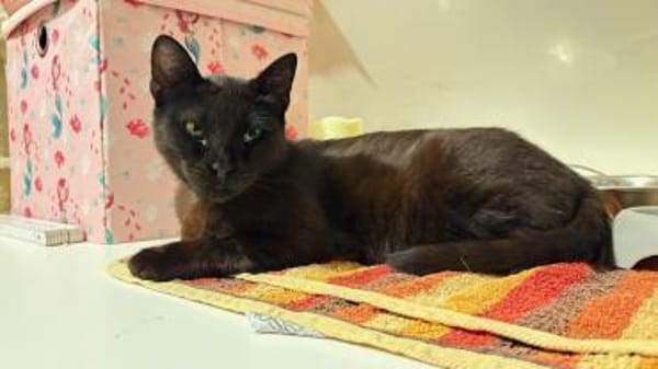 kleine Frau Klüßdorf sucht ihr Zuhause