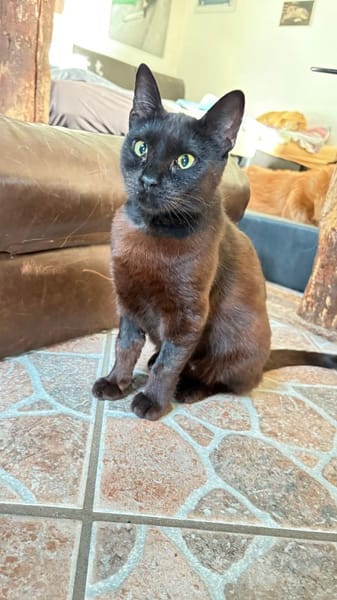 kleine Frau Klüßdorf sucht ihr Zuhause