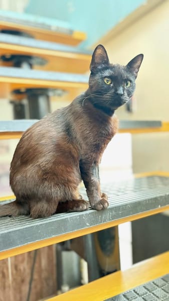 kleine Frau Klüßdorf sucht ihr Zuhause