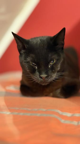 kleine Frau Klüßdorf sucht ihr Zuhause