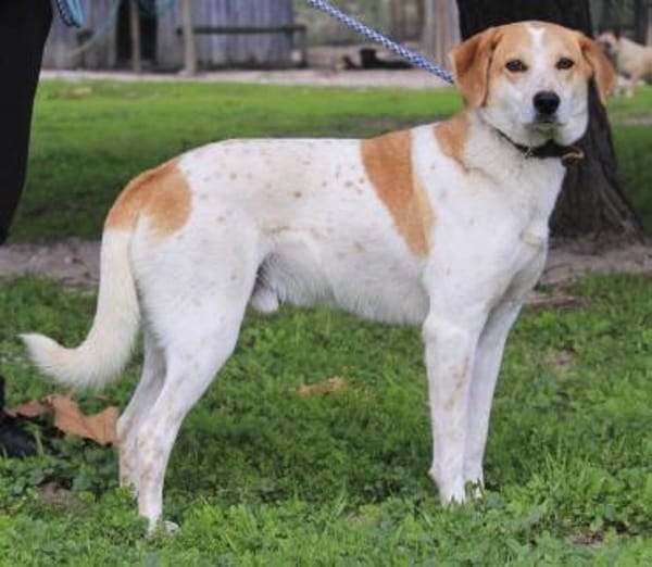 Traumhund Doby - bereits in Deutschland!