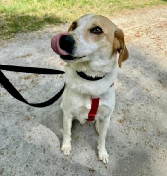 Traumhund Doby - bereits in Deutschland!