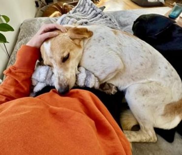 Traumhund Doby - bereits in Deutschland!