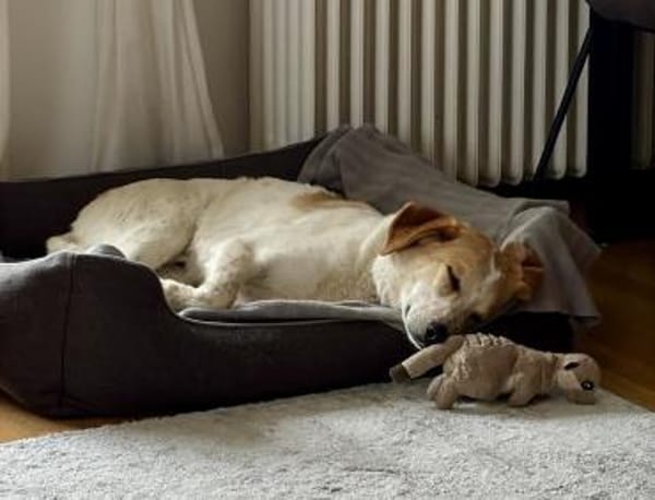 Traumhund Doby - bereits in Deutschland!