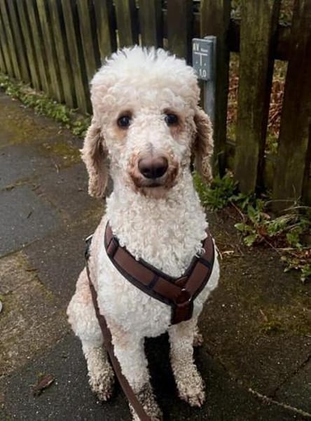 JUPP schöner Mann sucht schönes Zuhause