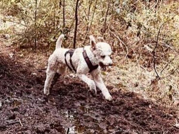 JUPP schöner Mann sucht schönes Zuhause