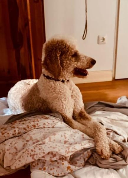 JUPP schöner Mann sucht schönes Zuhause