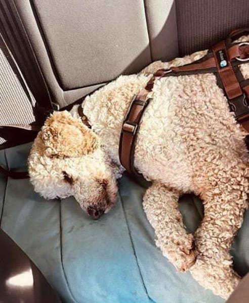 JUPP schöner Mann sucht schönes Zuhause