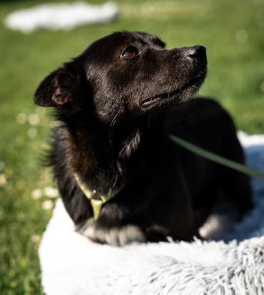 Merino  ein Lächeln, das Herzen öffnet